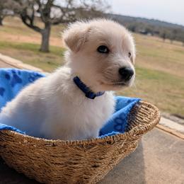 Matty (short for Matterhorn) - White male German Shepherd puppy in Weatherford, Texas from Haven Farm