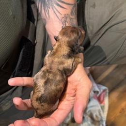 Violet - Dapple female Dachshund puppy in Troup, Texas from East Texas Dachshunds