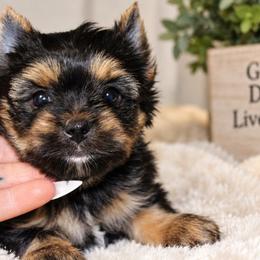 Winston - Black and tan male Yorkshire Terrier puppy in Warren, Michigan from Danielle's Yorkie Babies