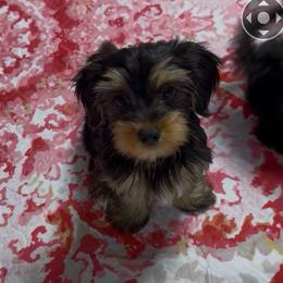 Sadie - Black and gold female Yorkipoo puppy in Gilbert, Arizona from Yorkie Your Soulmate Puppy