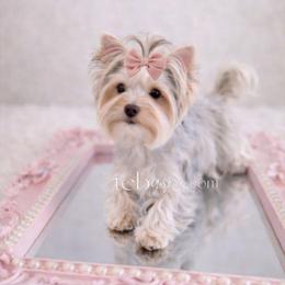 Autumn - Yorkshire Terrier