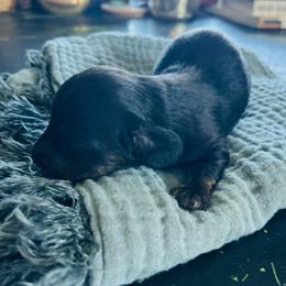 Buttermilk-AKC . PRA clear - Black female Dachshund puppy in Dover, Oklahoma from Freckles and Furballs