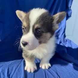 Dot - White and black male Pembroke Welsh Corgi puppy in Beulaville, North Carolina from Windy Acres Pembroke Welsh
