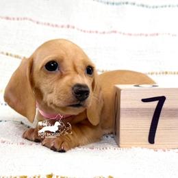 Bella AKC - Red female Dachshund puppy in South Easton, Massachusetts from Depot Dachsies