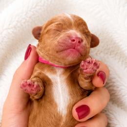 Bonnie - Pink Collared Girl - Red female Cavapoo puppy in Highland, Utah from Angel Pups Deluxe