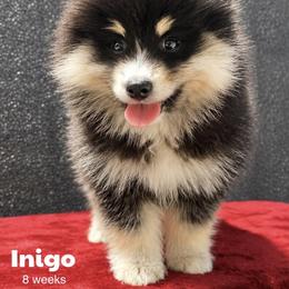 Inigo - Tri-color male Pomsky puppy in Winston, Oregon from Arctic Tails Spitz
