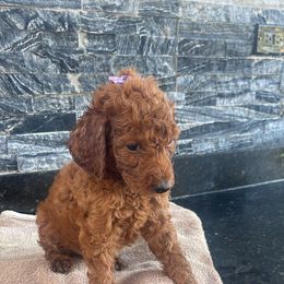 Regina - Red  female Poodle puppy in Cape Coral, Florida from Katherine’s Yorkies and Poodles