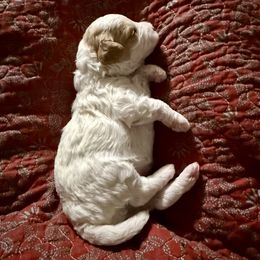 Girl 5 - Cream female Cavapoo puppy in Nampa,, Idaho from Clig Doodle Days