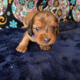 Baxter - Dapple male Dachshund puppy in Klamath Falls, Oregon from Luvindoxys4u