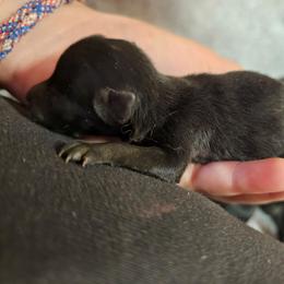 Black female 3 - Black female Schipperke puppy in Randsburg, California from Light's Family Farm & Schipperke Ranch