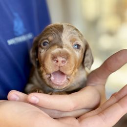 Scuba - Dapple Dachshund puppy in Fitzgerald, Georgia from Brooke Haven Dachshunds