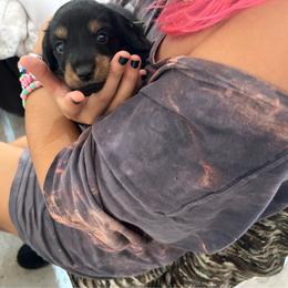 FrankenWeenie (Green) - Black and tan male Dachshund puppy in Hutto, Texas from R.G. Dachshunds