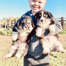 Pembroke Welsh Corgi Puppies from Boehm’s Pembroke corgis