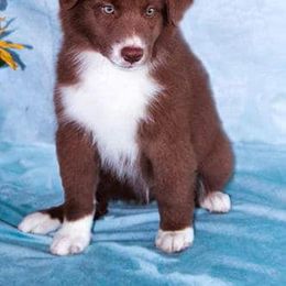 Australian Shepherd puppies from Narita Farms Aussies
