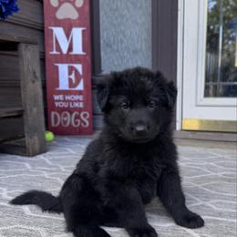 Male - Black male German Shepherd puppy in Windsor, Colorado from German Shepherds