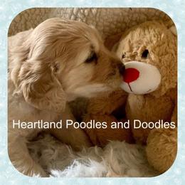 Goldendoodle Puppies from Heartland Poodles and Doodles