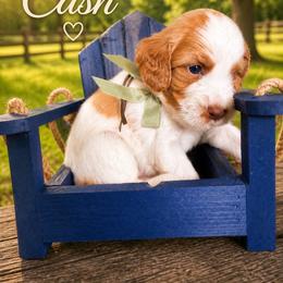Cash (Johnny) - Caramel cream male Australian Labradoodle puppy in Millville, California from Hope Lane Kennels