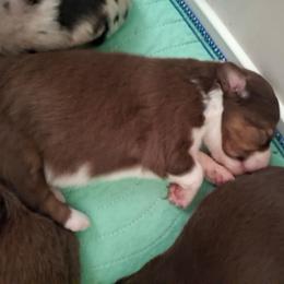 Henry - Red tri male Miniature Australian Shepherd puppy in Copperas Cove, Texas from Aussies Acre