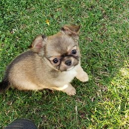Chihuahua Puppies from Toyville Chihuahuas