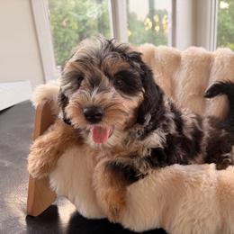 Maple - Blue merle female Sheepadoodle puppy in North Royalton, Ohio from Johnson's Doodles