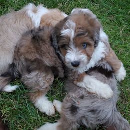 Aussiedoodle and Bernedoodle Puppies from Silverton Doodles