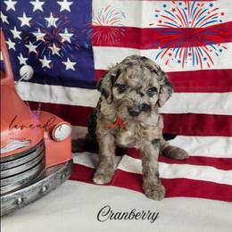 Cranberry - Merle female Cockapoo puppy in Mancelona, Michigan from Lavender poodles & doodles