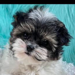 Yorkshire Terrier Puppies from Lake Life