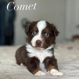 Comet - Red tri-color male Miniature American Shepherd puppy in Greenwood, Indiana from Barnaby’s Barn Dog’s