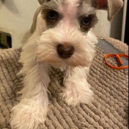 Miniature Schnauzer Puppies from Springs Miniature Schnauzers