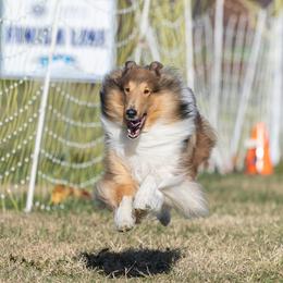 Collie and Shetland Sheepdog All Grown Up from Clarity