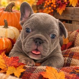 Boy 1 - Tricolors male French Bulldog puppy in Norwalk, Ohio from The Frenchie Ravine Connection LLC