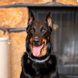 Petra - Beauceron