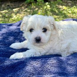 Abby - White female Coton de Tulear puppy in Mead, Oklahoma from Bar W Cotons