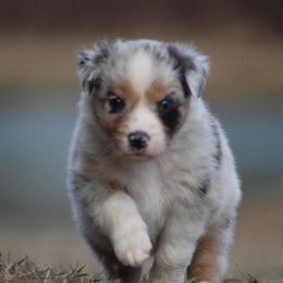 Primrose - Blue merle Australian Shepherd puppy in Springville, Alabama from Cross Creek Aussies