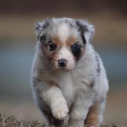 Primrose - Blue merle Australian Shepherd puppy in Springville, Alabama from Cross Creek Aussies