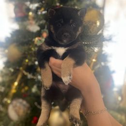 Girl 1 - Black and tan female Shiba Inu puppy in Redwood Falls, Minnesota from Victoria