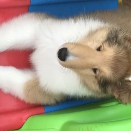 Collie Puppies from E’Marie Collies