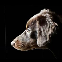 General Lee - Dachshund