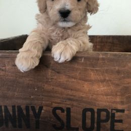 Poodle Puppies from Port Royal Poodles