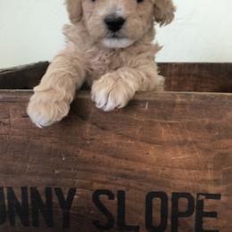 Poodle Puppies from Port Royal Poodles
