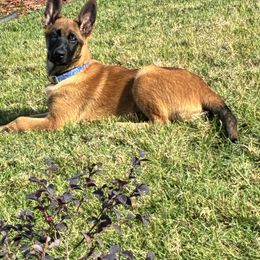 Pink checkered Collar - Fawn female Belgian Malinois puppy in Fredonia, Arizona from Zion Malinois