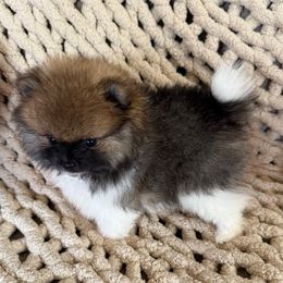 Sophie - Tri-colored female Pomeranian puppy in Saginaw, Michigan from O'My Heart Pomeranians