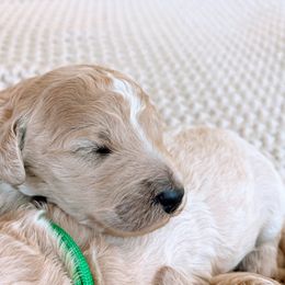 Girl 2 - Goldendoodle puppy in Burns, Tennessee from The Sunny Doodle