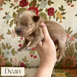 Dean - Red  male Goldendoodle puppy in Aubrey, Texas from The Parrish Doods