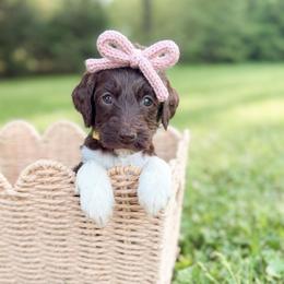 Cocoa - Parti female Goldendoodle puppy in Ooltewah, Tennessee from Allison Family Doodles