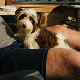 Tank - Chocolate, tan and white male Yorkshire Terrier puppy in Scranton, Arkansas from Trennas Rotten Yorkies