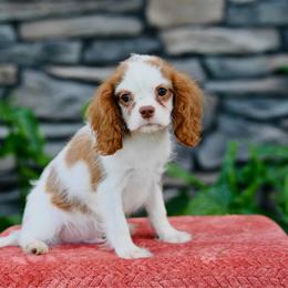 Whiskey - Blenheim male Cavalier King Charles Spaniel puppy in Sugarcreek, Ohio from Chocolate Cavalier