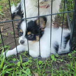 Gator - Papillon