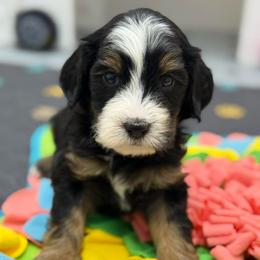 Zoro - male brown collar - Tri-color male Bernedoodle puppy in Yuciapa, California from AlltheDoodlez_