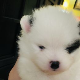 Patch - Black parti male Pomeranian puppy in Cle Elum, Oregon from Damore's Prized Poms